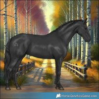 Horse Color:Black 
