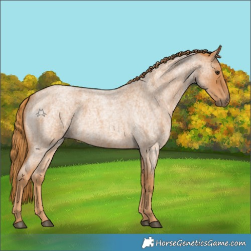 Horse Color:Red Roan 
