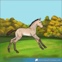 Horse Color:Bay Dun 