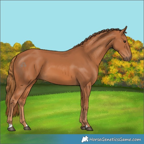 Horse Color:Chestnut 