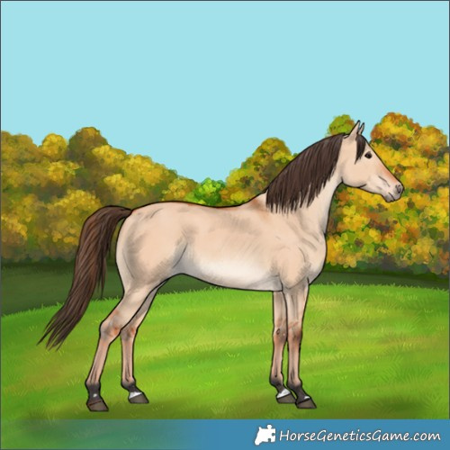 Horse Color:Bay Dun 