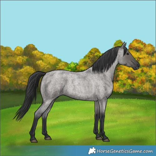 Horse Color:Grullo Roan 
