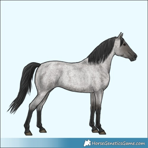 Horse Color:Grullo Roan 