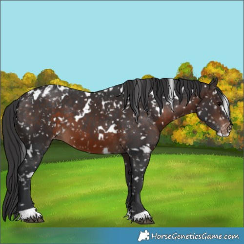 Horse Color:White Spotted Brown Appaloosa 