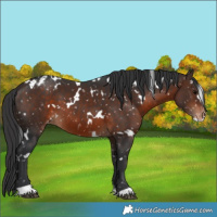 Horse Color:White Spotted Brown Appaloosa 