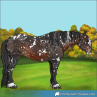Horse Color:White Spotted Brown Appaloosa 