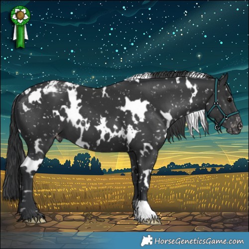 Horse Color:White Spotted Black Appaloosa 
