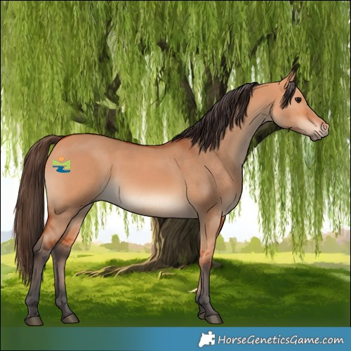 Horse Color:Bay Dun 