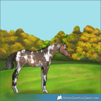 Horse Color:White Spotted Brown Dun