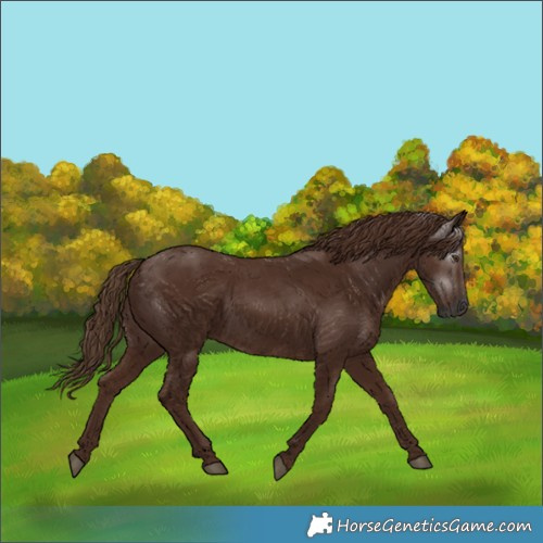 Horse Color:Gray Chestnut 