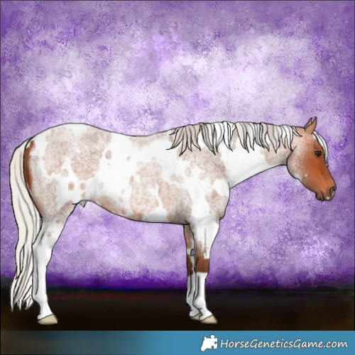 Horse Color:White Spotted Silver Bay Roan 