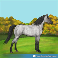 Horse Color:Grullo Roan 