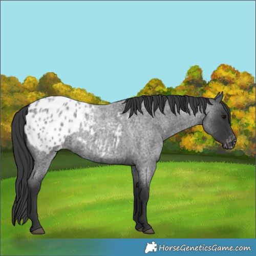 Horse Color:Blue Roan Appaloosa 