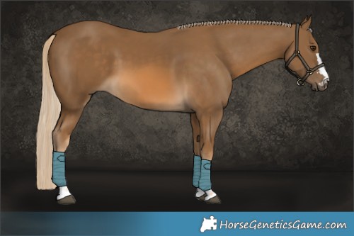 Horse Color:Chocolate Palomino