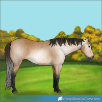 Horse Color:Gray Buckskin