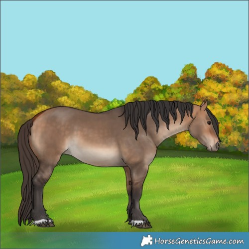 Horse Color:Bay Dun 