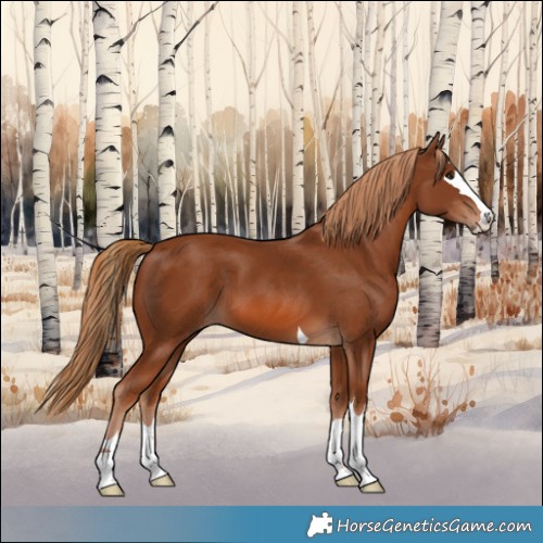 Horse Color:Chestnut 