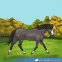 Horse Color:Smoky Grullo