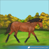 Horse Color:Bay 