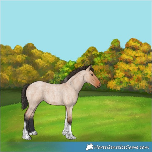 Horse Color:Bay Roan Dun Tobiano 