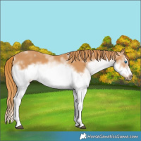 Horse Color:White Spotted Chestnut Splash Frame 