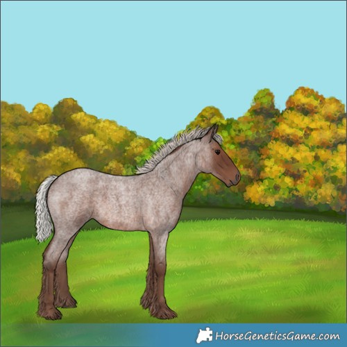 Horse Color:Silver Blue Roan 