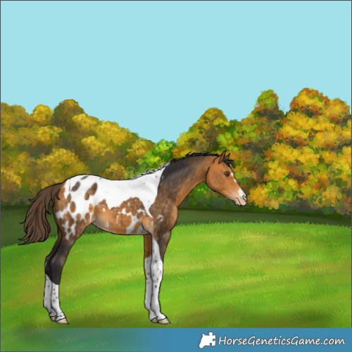 Horse Color:Buckskin Tobiano Near Leopard 