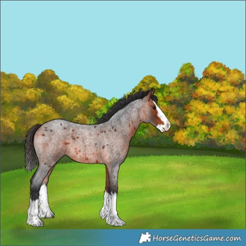 Horse Color:Bay Roan Splash 