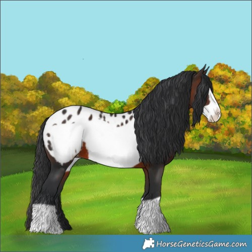Horse Color:Brown Frame Appaloosa 