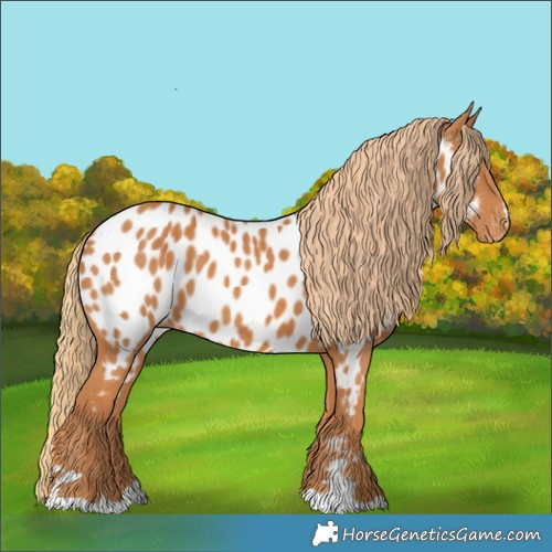 Horse Color:Chestnut Appaloosa 