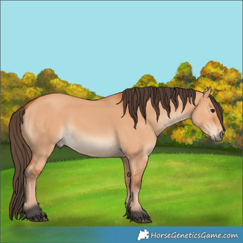 Horse Color:Bay Dun 