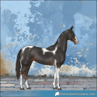 Horse Color:Liver Chestnut Tobiano Appaloosa