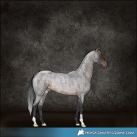 Horse Color:Brown Roan Rabicano