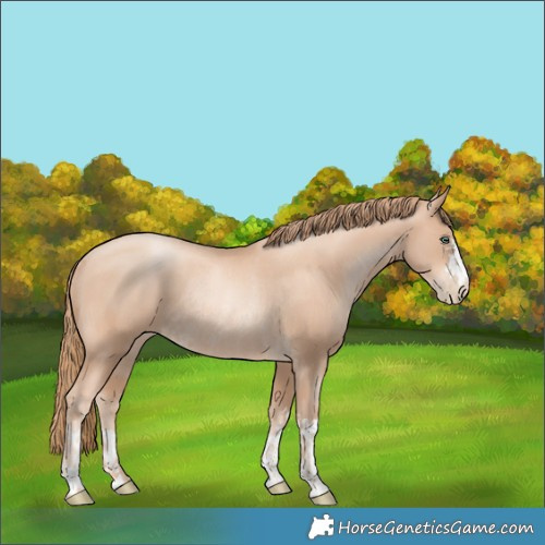 Horse Color:Gold Champagne Pearl Rabicano  and Gold Champagne Pearl Rabicano 