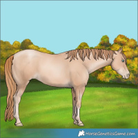 Horse Color:Gold Champagne Pearl Rabicano  and Gold Champagne Pearl Rabicano 