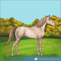 Horse Color:Gold Champagne Pearl Rabicano and Gold Champagne Pearl Rabicano