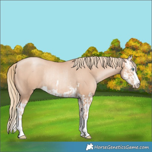 Horse Color:Gold Champagne Pearl Rabicano and Gold Champagne Pearl Splash Rabicano