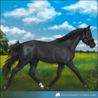 Horse Color:Black 