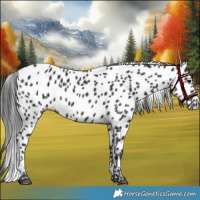 Horse Color:Black Leopard