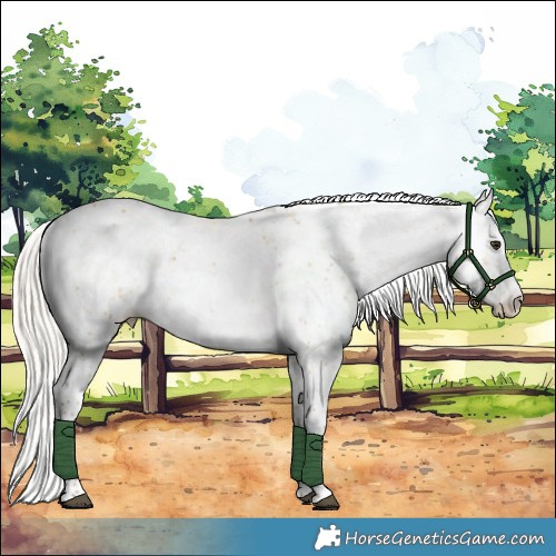 Horse Color:Silver Buckskin Sabino Appaloosa Rabicano 