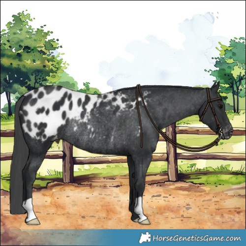 Horse Color:Black Appaloosa Rabicano 
