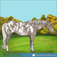 Horse Color:Silver Smoky Black Sabino Blanket