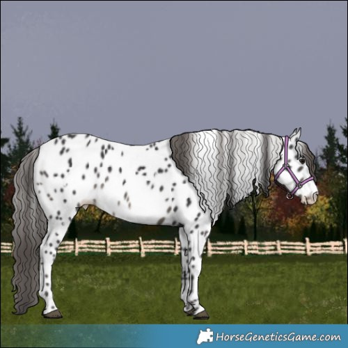 Horse Color:White Spotted Smoky Black Appaloosa Rabicano 