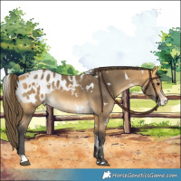 Horse Color:White Spotted Buckskin Appaloosa