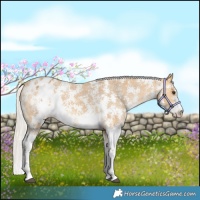 Horse Color:Silver Buckskin Sabino Appaloosa