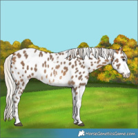 Horse Color:Silver Buckskin Sabino Near Leopard Rabicano 