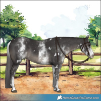 Horse Color:White Spotted Smoky Black Rabicano