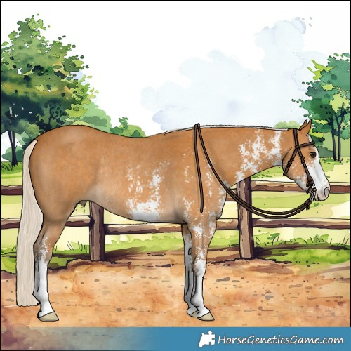 Horse Color:Silver Buckskin Sabino Rabicano 