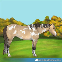 Horse Color:White Spotted Buckskin Dun Rabicano 