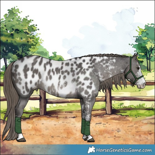 Horse Color:Smoky Black Sabino Appaloosa Rabicano 